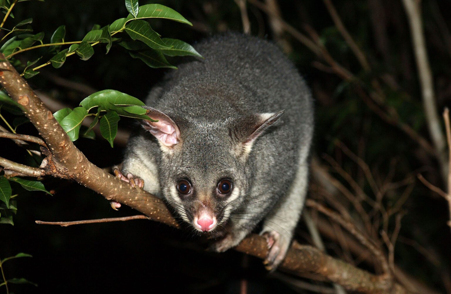 Is it bad to have a possum in your yard 1 Is it bad to have a possum in your yard 1
