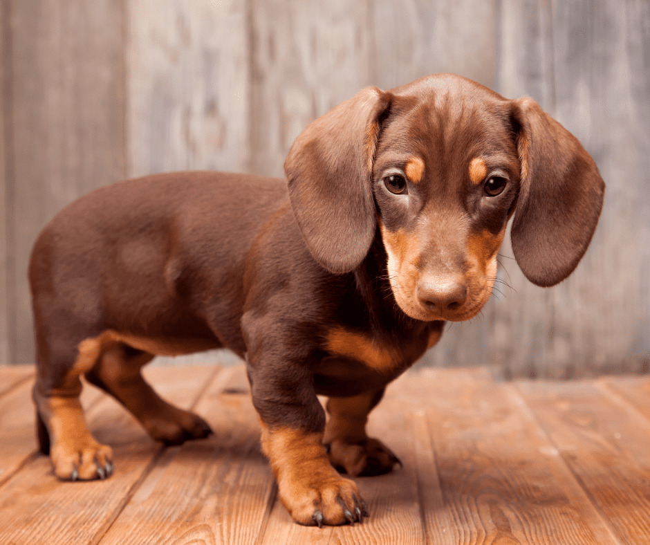 What are the characteristics of Dachshund Are they friendly dogs with children and other pets Are they good family dogs What are the characteristics of Dachshund Are they friendly dogs with children and other pets Are they good family dogs